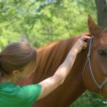Equine Massage Therapist